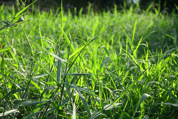 Green summer grass texture