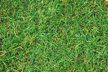 Green summer grass texture