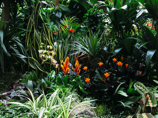 Obrazy na Szkle  Kolorowe egzotyczne kwiaty w ogrodzie