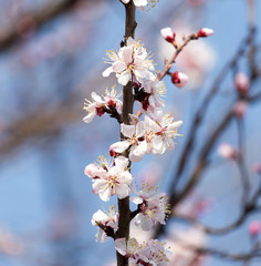 Beautiful flowers on apricot tree in spring