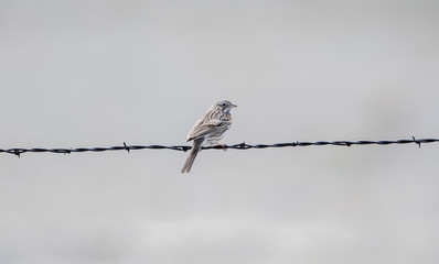 Vesper Sparrow (Pooecetes gramineus) on a Barbed Wire Strand on the Pawnee Grasslands in Colorado