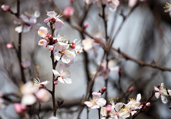Beautiful flowers on apricot tree in spring