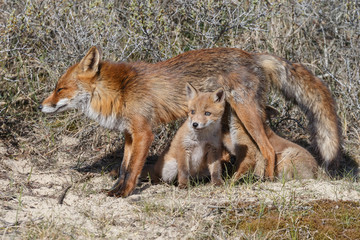 Naklejka na ściany i meble Red fox cubs 