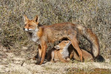 Red fox cubs.

