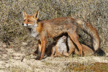 Red fox cubs.
