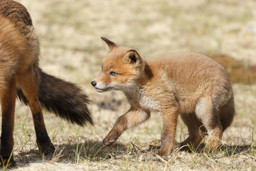 Red fox cubs.
