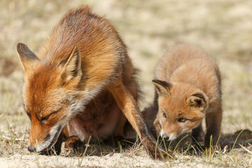 Red fox cubs.
