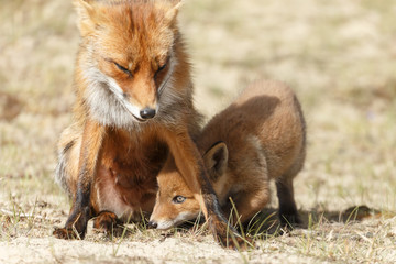 Red fox cubs.
