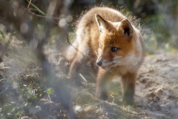 Red fox cubs
