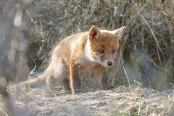 Red fox cubs.
