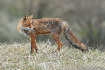 Red fox in nature