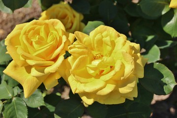 Yellow roses in Nervi Roseto, Genoa, Italy