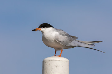 Common tern (Sterna hirundo) perching on a pole. Adult Male. Santa Clara County, California, USA.