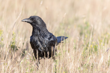 American Crow (Corvus brachyrhynchos) in the field. Mountain View, California, USA.