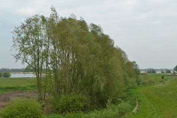 een typisch Nederlands lentelandschap met wilgen, sloot, dijk en fluitenkruid bij de Waal