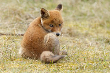 Red fox cub in nature
