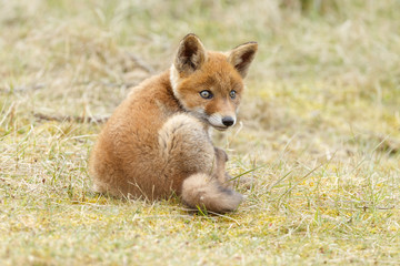 Red fox cub in nature
