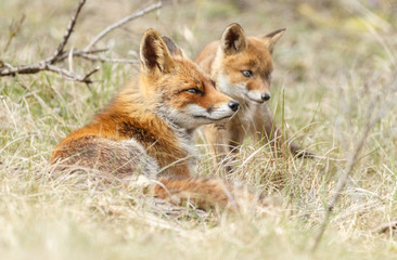 Red fox cub in nature
