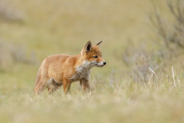 Naklejka na ściany i meble Red fox cub in nature 