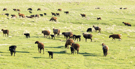 Sheep in the pasture in the open air