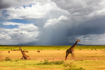 African giraffes on the background of a stormy sky. Africa. Tanzania.