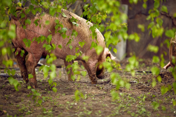 Свинья на подворье