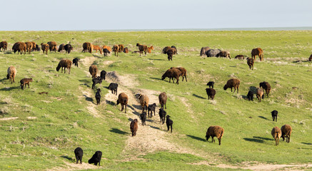 Sheep in the pasture in the open air