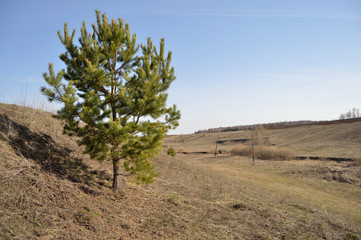 pine on the hill