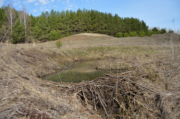 beaver's dam