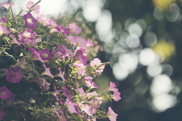 Flower in nature field, vintage filter image