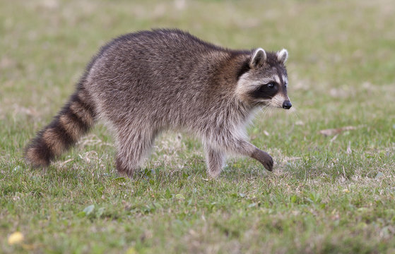 Raccoon walking on green grass in middle of field in county park in Florida