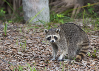 Fototapeta premium Raccoon standing on forest litter in middle of field in county park in Florida