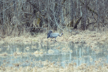 Obraz na płótnie Canvas Common Crane