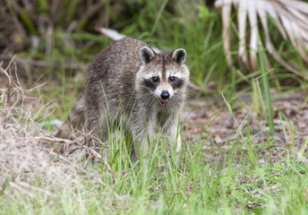 Raccoon standing on forest litter in middle of field in county park in Florida