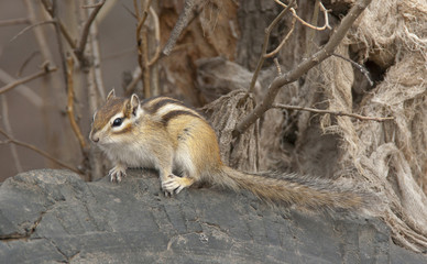 Siberian chipmunk on log in the forest with branches