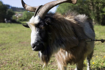 Male goat