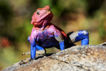 .A colorful lizard in the African savannah. Serengeti National Park. Africa.