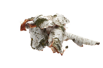 Birch bark on white isolated background