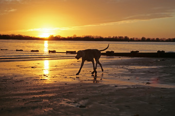 Fototapeta na wymiar Hund läuft am Strand vor Sonnenuntergang