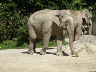 Indischer Elefant