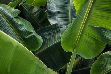 Big green banana leaves in Asia (Thailand)