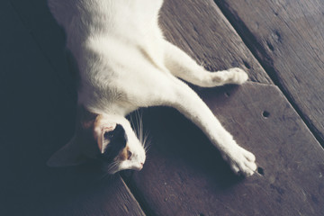 white cat, vintage filter image