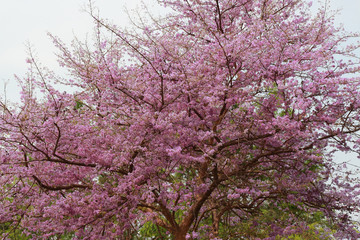 Flowers Salao(Bungor,Pride of India or Queen's flower) on the roadside.