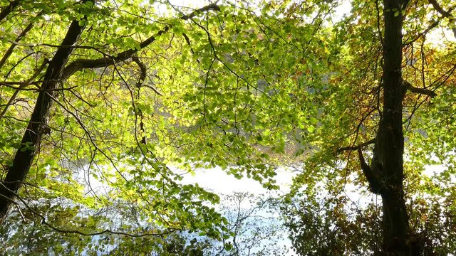 B&auml;ume im Herbst, am See