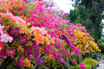 Multicolored beautiful flowering ornamental plants in pots.