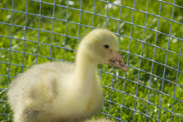 gosling (white goose)