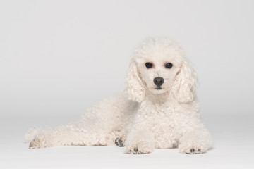 Fototapeta premium Portrait eines Pudels