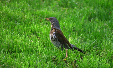 Fototapeta premium Fieldfare Turdus pilaris in the grass