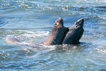 Obraz premium Northern Elephant Seals fighting in the Pacific at the Piedras Blancas Elephant seal rookery on the California Central Coast USA