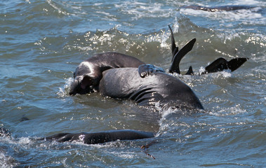 Northern Elephant Seals fighting in the Pacific at the Piedras Blancas Elephant seal rookery on the Central Coast of California United States
